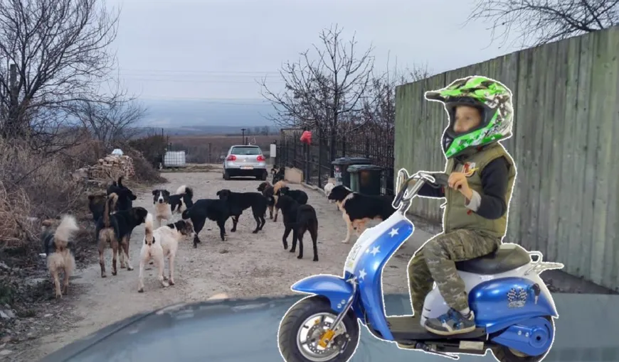 România, ţara maidanezilor. Un copil de 13 ani, pe moped, atacat de o haită de câini în Teleorman. Minorul, transportat la spital