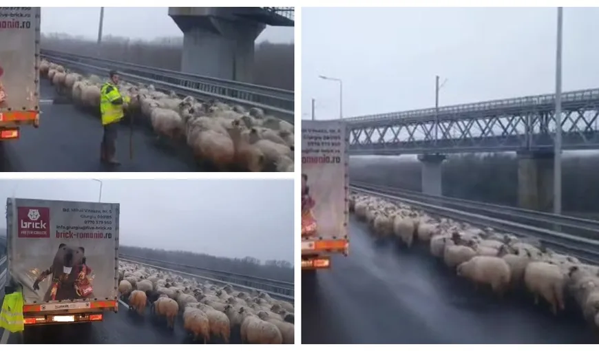 VIDEO Autostrada Soarelui A2 blocată de o turmă de oi în zona Podului de la Cernavodă