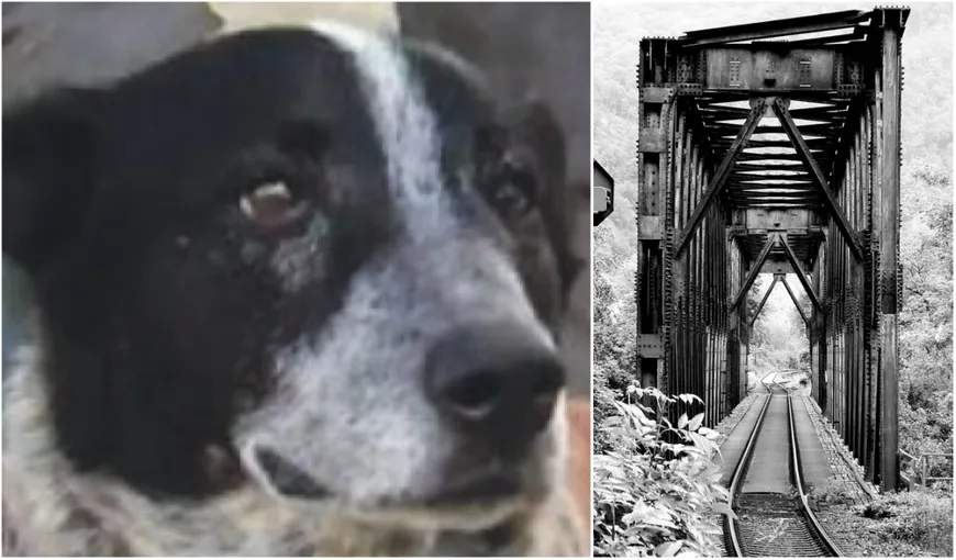 Povestea fetiței de cinci ani salvate de câinele unei familii de români în Italia. Micuța a fost găsită de patruped pe calea ferată
