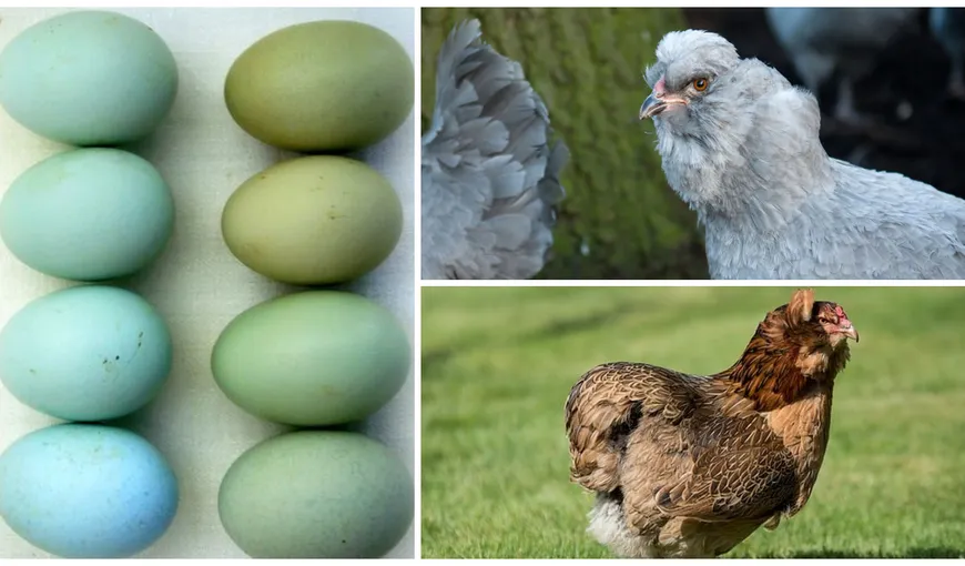 O rasă rară de găini exotice s-a aclimatizat cu ușurință în România. Araucana fac ouă albastre care se vând la prețuri foarte mari