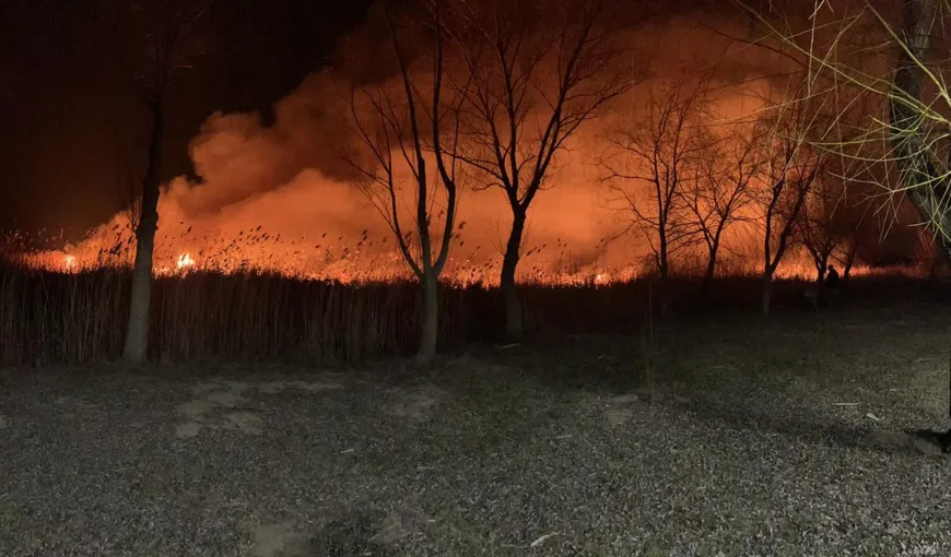 Incendiu de vegetație masiv în Delta Dunării. Zeci de hectare ard în apropiere de localitatea Murghiol VIDEO