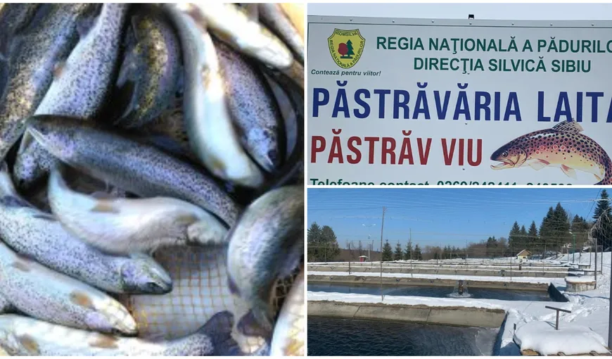18 tone de pește distruse la o păstrăvărie din Sibiu, după apariția unui focar de septicemie hemoragică virală