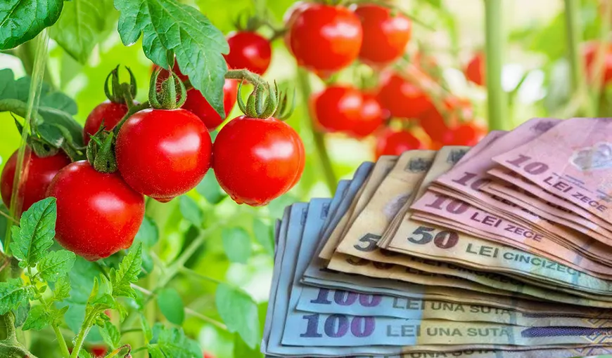 Programul Tomata 2024 – Când intră pe card tranșa de 1.000 de euro pentru legumicultori
