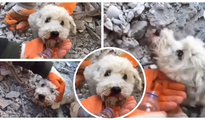 Imagini emoționante după cutremurele din Turcia! Momentul în care un câine prins sub dărâmături a fost salvat – VIDEO