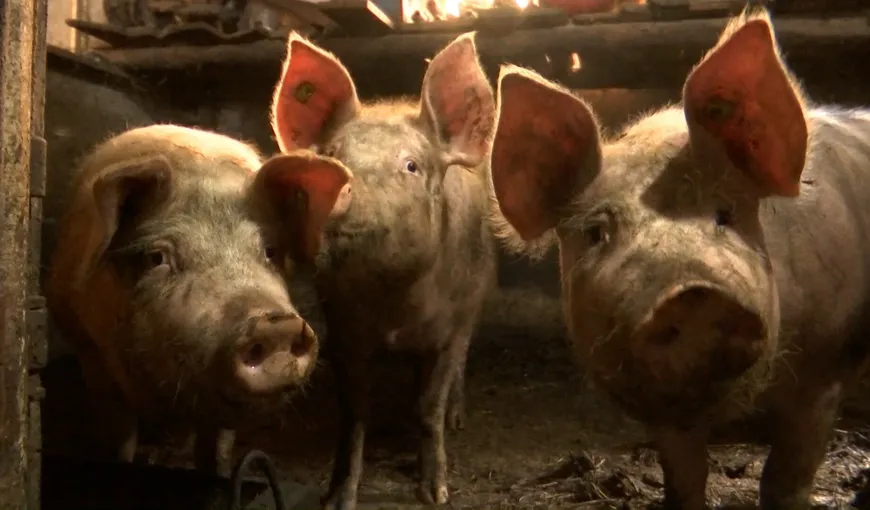 Legea Porcului ar putea ajunge la vot în Parlamentul în două – trei săptămâni. Reguli noi pentru creșterea porcilor în gospodărie: înregistrarea animalului la veterinar, tăviță cu apă și dezinfectant și încălțăminte folosită doar în coteț