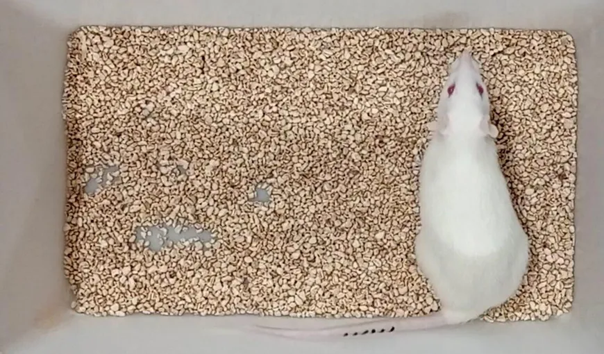 Cercetătorii au prelungit durata de viaţă a unui şobolan de laborator, doborând un nou record: „Întinerirea corpului ar putea deveni ceva obişnuit în timpul vieţii noastre”