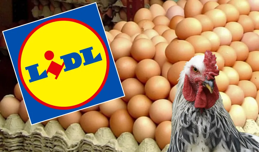 Ce fel de ouă se vând în magazinele Lidl? Mulți români nu știu acest detaliu surprinzător