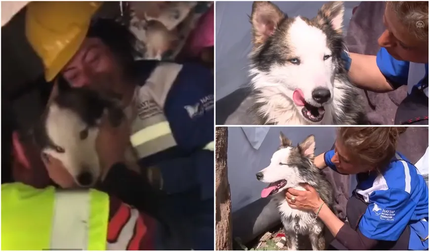 Câine husky, salvat după 23 de zile de la cutremurele care au devastat Turcia