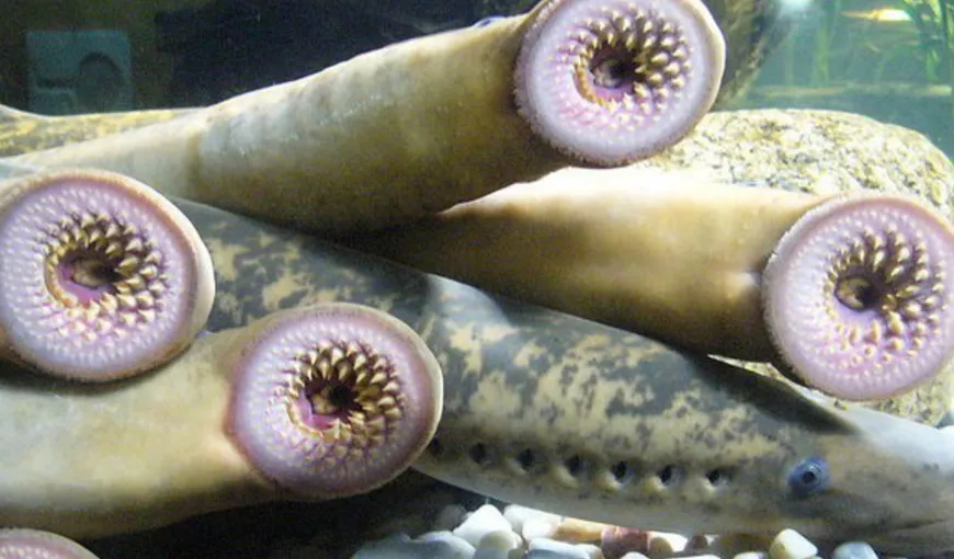 Peștele vampir, creatura care suge sânge, a fost descoperit pe o plajă din Olanda