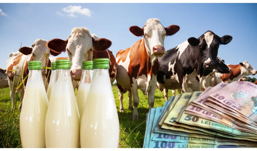 Cât costă un litru de lapte de la fermieri. Prețul la raft este cu 30% mai mare