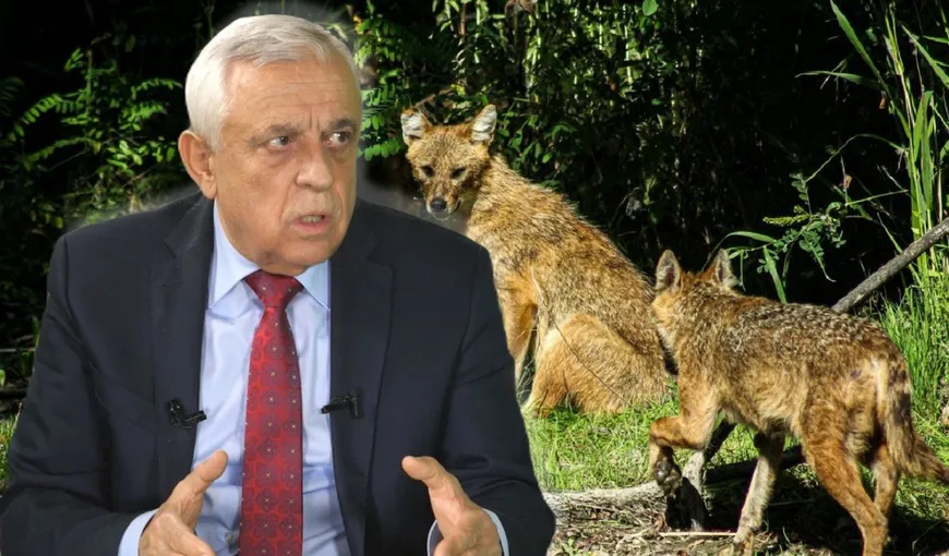 EXCLUSIV Ministrul Petre Daea promite măsuri urgente după atacul șacalilor în județul Dolj: „Vom înăspri legislaţia astfel încât să avem drumul deschis către reducerea populaţiilor de animale sălbatice”