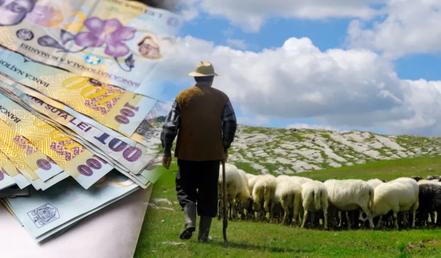 Ce salariu primește un cioban în 2023. Ce studii se cer și câte ore se lucrează pe zi