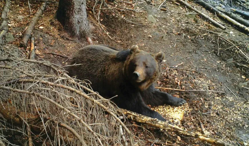 Bărbat atacat de urs în Argeș. A fost emis mesaj Ro-Alert