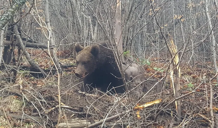Urşii au ieşit din hibernare. Mesaj Ro Alert pe Valea Doftanei