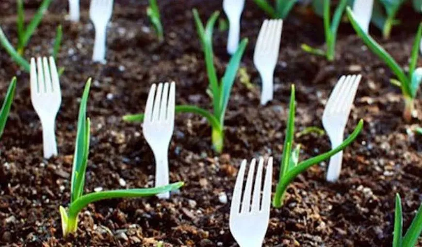 Ce se întâmplă dacă pui furculițe de plastic, în pământ, lângă plante. Trucul a fost dezvăluit de cei mai pricepuți grădinari