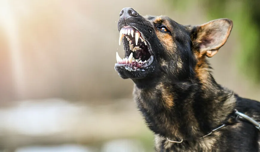 Un nou caz şocant în Prahova: Femeie muşcată de faţă de un câine