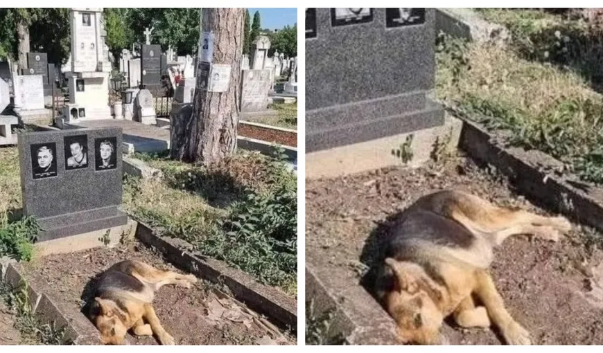 Un ciobănesc german vizitează zilnic și se întinde timp de câteva ore pe mormântul stăpânilor săi: „Există ceva în lume numit iubire adevărată”