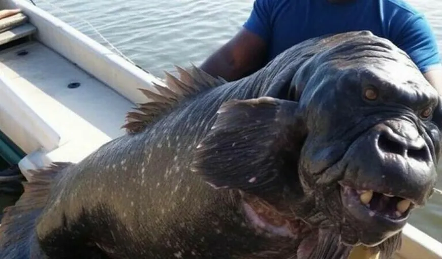 FOTO | Monstrul marin cu față de gorilă a ajuns VIRAL pe internet