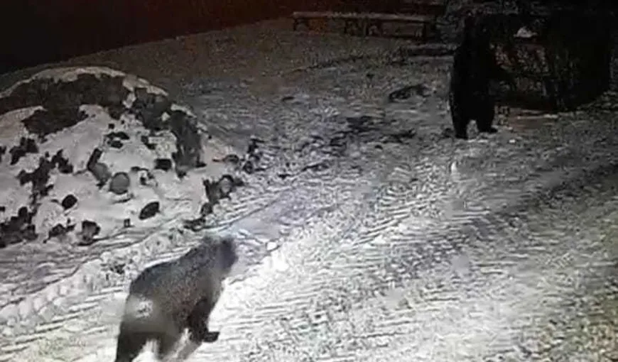 Doi dintre cei trei urşi care coborau frecvent la Grădina Zoologică din Tg. Mureş au fost capturaţi