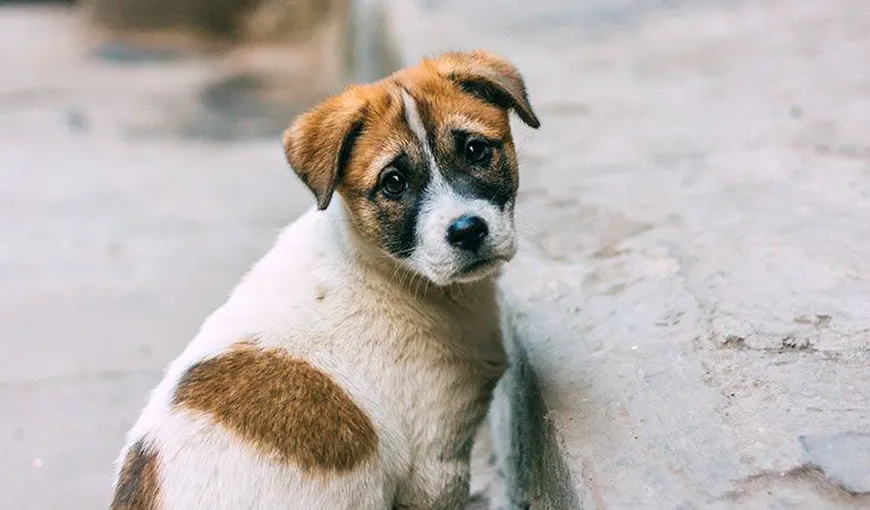 Ce amendă primești dacă îți abandonezi câinele. Un astfel de gest de cruzime te poate costa o avere