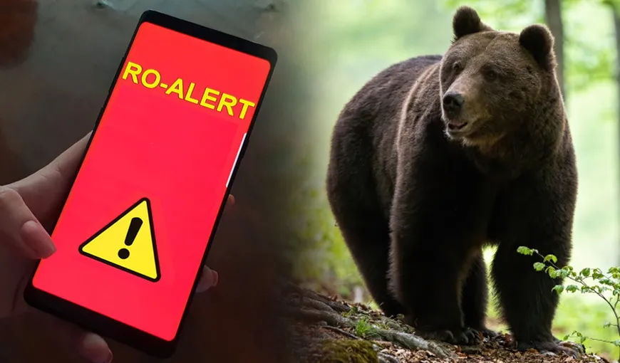 S-a emis mesaj RO-ALERT în județul Neamț. A fost semnalată prezența unui urs în stațiunea Durău