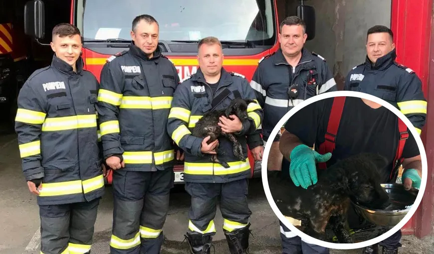 Pompierii din Sibiu au salvat un cățel de câteva luni. Animalul a căzut într-un loc plin de smoală și a început să plângă