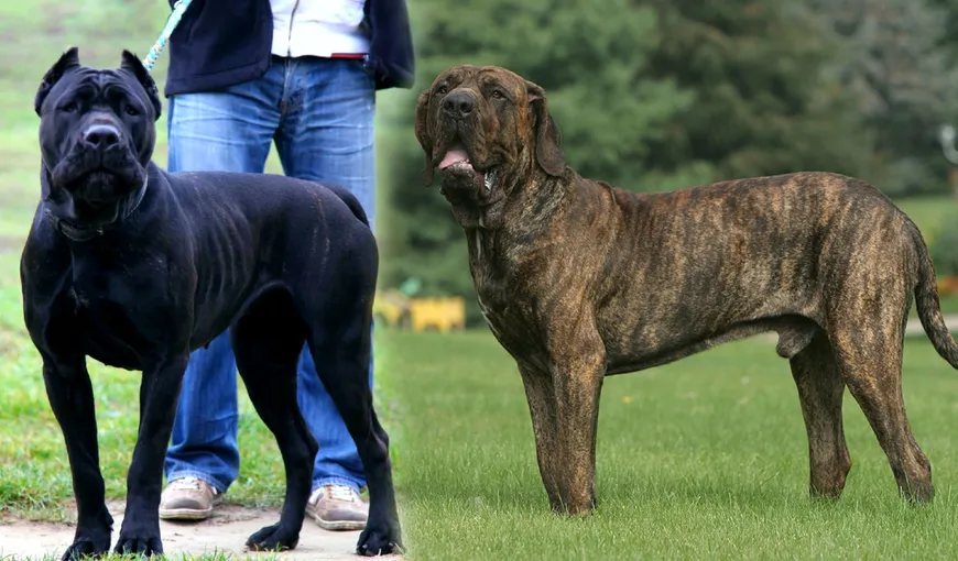 Românii care nu declară și nu respectă condițiile de deținere a unui câine periculos riscă amenzi de până la 5.000 de lei