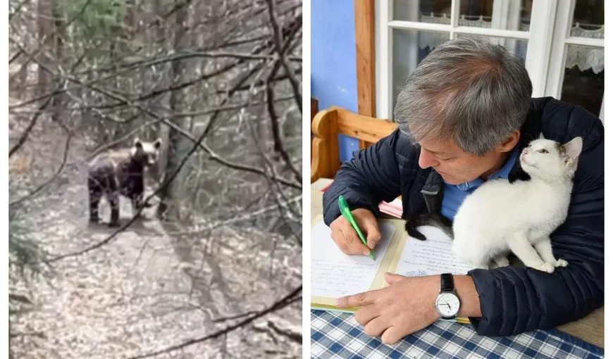 VIDEO Dacian Cioloş a „reperat” un urs în pădure de Ziua Muncii: „L-am aşteptat să plece”