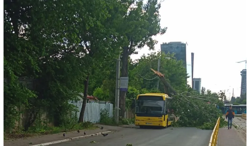 Fenomene extreme în Capitală: 19 maşini avariate de copaci. A căzut şi o schelă