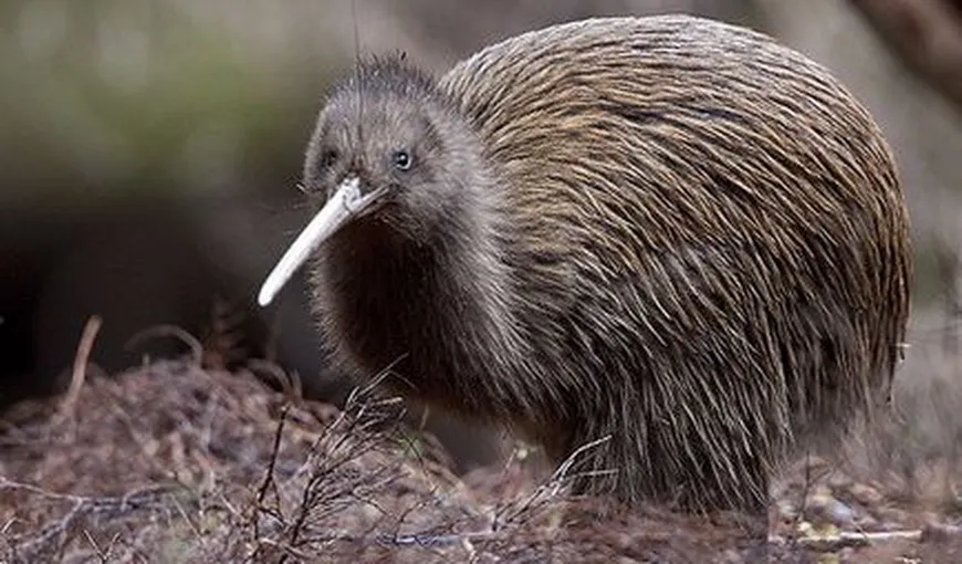 O pasăre Kiwi, sămânţă de scandal între Noua Zeelandă şi SUA. De la ce a pornit totul