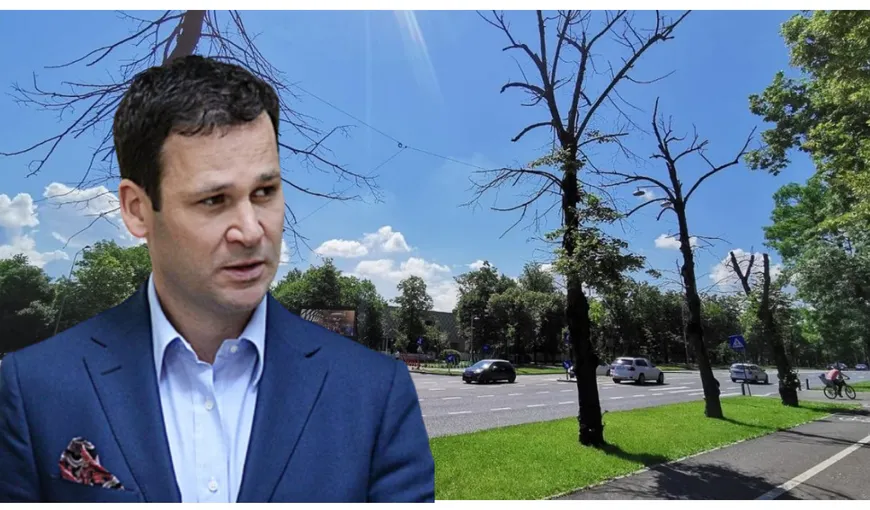 Robert Negoiță tună și fulgeră! Primarul Sectorului 3 acuză un nou sabotaj și a depus plângere la poliție. ”Mai mulţi oameni răi, ticăloşi, au pus soluţie la rădăcina copacilor”