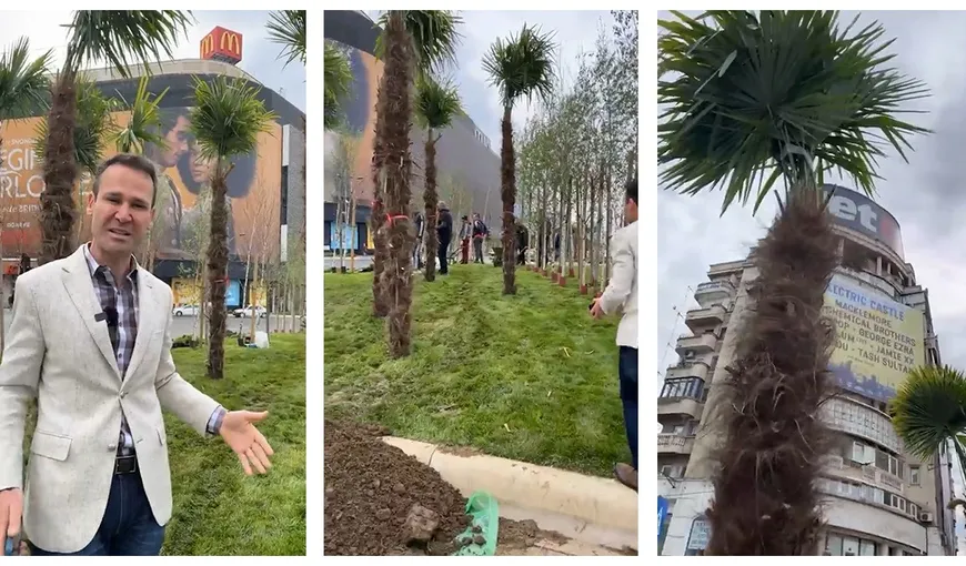 Robert Negoiţă a pus palmieri în Piaţa Unirii. Cât costă arborii exotici plantaţi lângă magazinul Unirea VIDEO