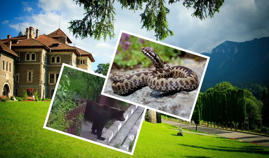 Avertismente Ro-Alert înainte de weekend. Urşi şi vipere în multe localităţi de pe Valea Prahovei