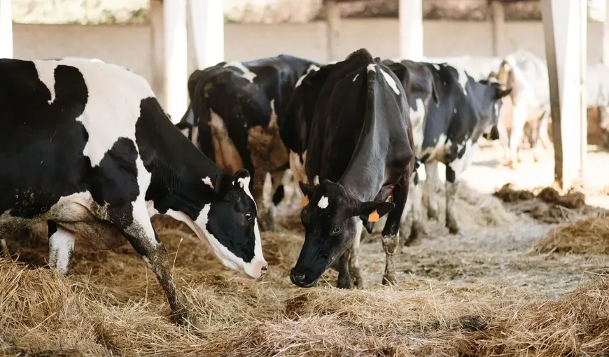 Mai mulți bani pentru crescătorii de vaci de lapte de anul acesta. Unii fermieri nu vor mai primi subvenții