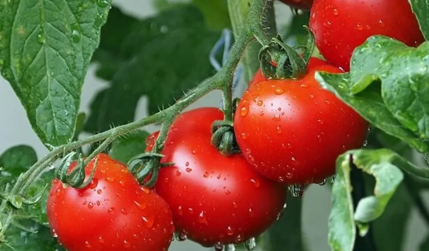 Cum poţi avea cele mai gustoase roşii chiar în grădina ta. Ingredientul banal cu care este bine să le stropeşti după ploaie