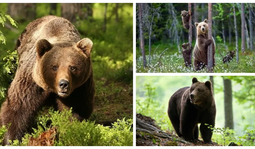 Începe vânătoarea de urşi după ce Rambo a fost relocat. 220 de exemplare de urs brun, în bătaia puştii. Ministrul Fechet: „Trebuie să ne gândim şi la oameni”