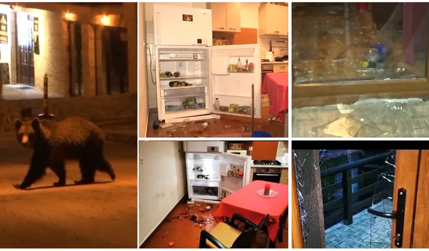 Casa de vacanţă din Predeal a unui celebru medic din Bucureşti, devastată de un urs. Animalul a intrat în locuinţă şi a făcut prăpăd VIDEO