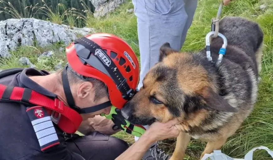 Imagini emoționante surprinse în Neamț! Rex a rupt inimile pompierilor care l-au salvat. În ce condiții a fost găsit ciobănescul german