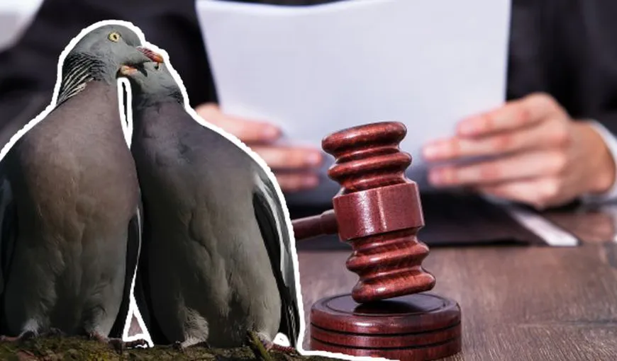 Păsările pot „divorţa” din cauza promiscuităţii sau a unor perioade lungi de separare. Marţafoiul şi grangurii sunt în top la divorţ