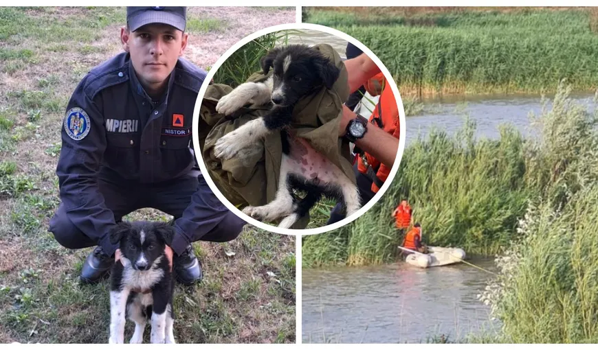 Cățel salvat de pe o insulă a râului Moldova, adoptat de un pompier. Povestea patrupedului care va înduioșa și cele mai haine suflete