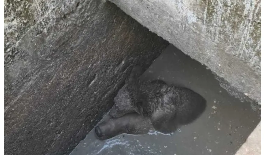 Ro-Alert la Sinaia. O ursoaică a căzut într-o fosă şi şi-a ţinut puiul pe creştet pentru a-l proteja