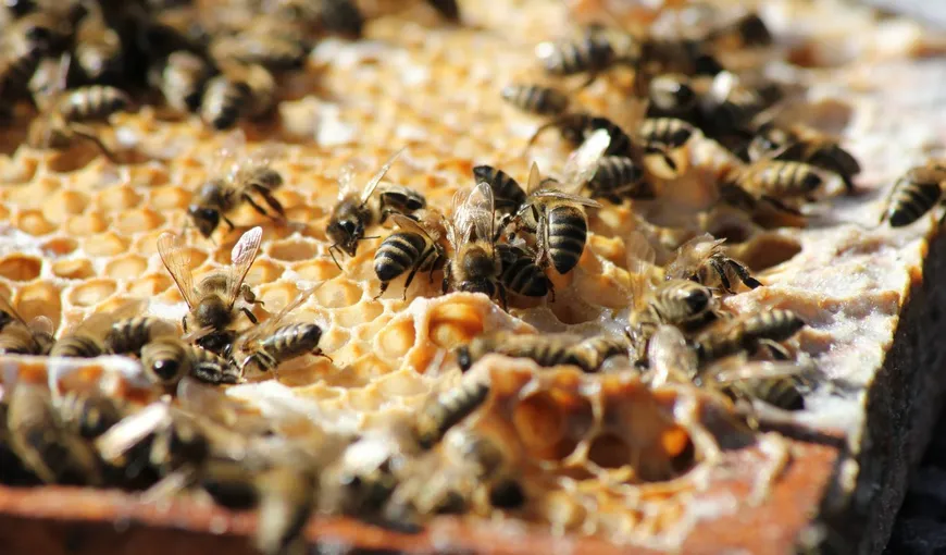 Mierea de albine. 13 beneficii pentru sanatate. Cum se prepara cel mai delicios remediu de miere cu scortisoara