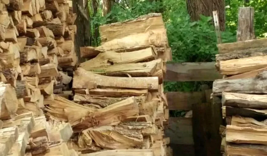 Iluzia optică care a zguduit internetul! Numai oamenii cu IQ-ul peste medie observă unde se află pisica în imagine