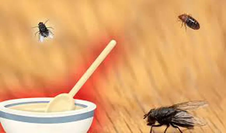 Trucul viral pe TikTok care ţine muştele departe de casa ta. Ai nevoie de un ingredient banal