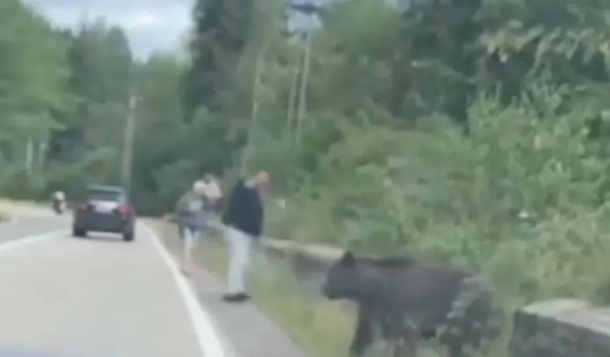 VIDEO Ce a pățit un bărbat pe Transfăgărășan, după ce a vrut să hrănească un urs: „Asta meriți, dacă ești viteaz”