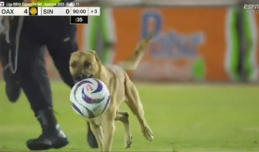 VIDEO Momente comice la un meci de fotbal din Mexic. Un câine a furat mingea jucătorilor și a fugit cu ea, în timpul jocului