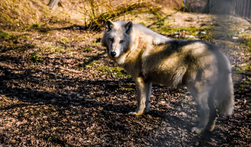 O fetiţă a fost muşcată de lup la Zoo Sibiu. „Cel mai probabil a trecut de gardul de siguranță”