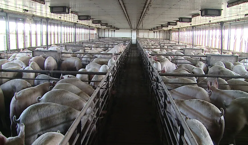 Efectivele de porcine din România au scăzut cu 10% în luna mai, faţă de aceeaşi perioadă din 2022