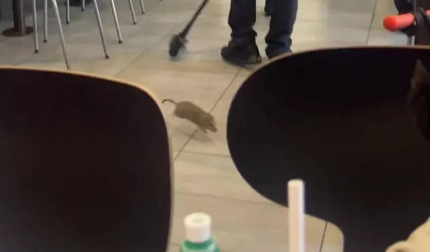 Clienţii unui restaurant McDonald’s, atacaţi de un şobolan uriaş. „Nu voi mai merge niciodată!”