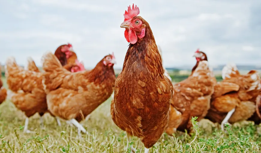 A fost creată prima găină modificată genetic. Este mult mai rezistentă la gripa aviară